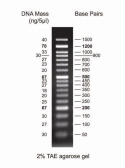 Slika DNA Markers for Gel Electrophoresis