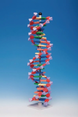 Slika Molecular model system miniDNA<sup><SUP>&reg;</SUP></sup> / RNA Kits