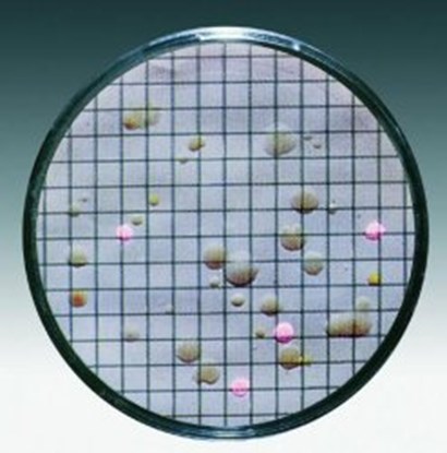 Slika Nutrient pads, &Oslash; 47 mm