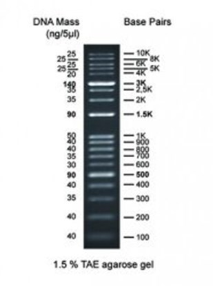 Slika DNA Markers for Gel Electrophoresis